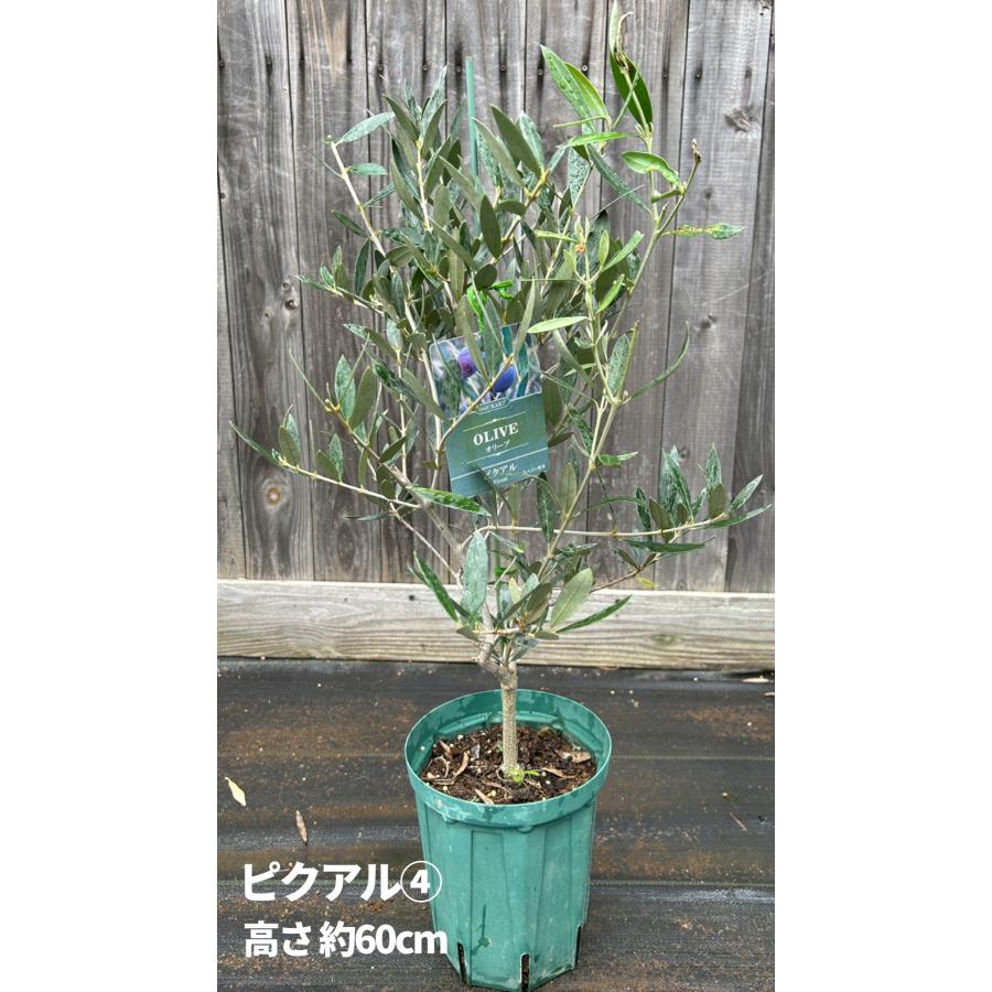 小倉園 オリーブ・ピクアル 6号鉢 オリーブの木 鉢植え 庭木 希少 現品