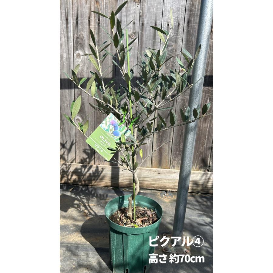 オリーブの木　ピクアル　7号　約90cm　NO.940　人気品種　現品掲載 小倉園 オリーブ・ピクアル 6号鉢 オリーブの木 鉢植え 庭木 希少 現品