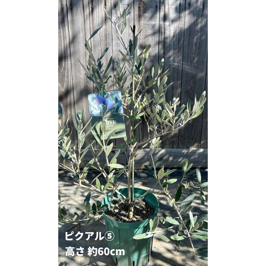 小倉園 オリーブ・ピクアル 6号鉢 オリーブの木 鉢植え 庭木 小倉園 オリーブ・ピクアル 6号鉢 オリーブの木 鉢植え 庭木