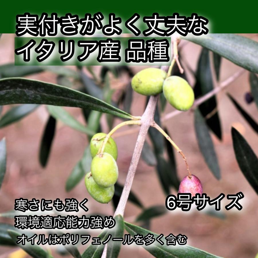 小倉園 オリーブ・コラティーナ 6号鉢 オリーブの木 鉢植え 庭木 小倉園 オリーブ・コラティーナ 6号鉢 オリーブの木 鉢植え 庭木