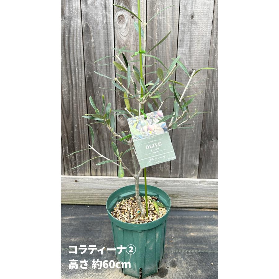 小倉園 オリーブ・コラティーナ 6号鉢 オリーブの木 鉢植え 庭木 小倉園 オリーブ・コラティーナ 6号鉢 オリーブの木 鉢植え 庭木