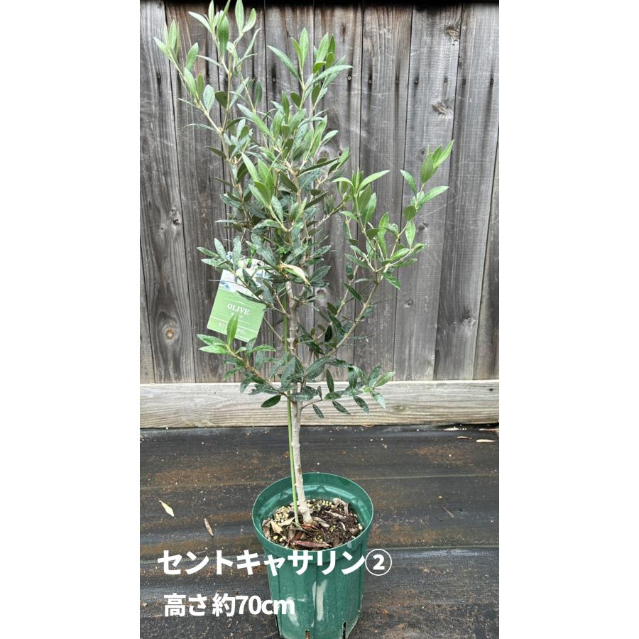 小倉園 オリーブ・セントキャサリン 6号鉢 オリーブの木 鉢植え 庭木