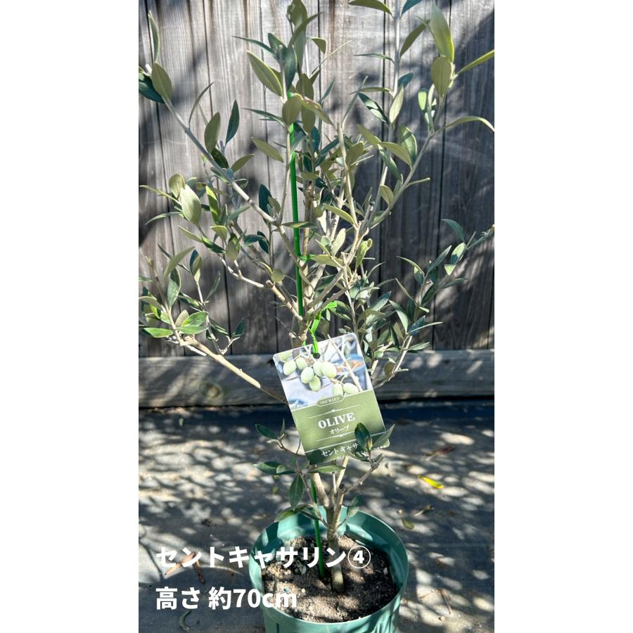 小倉園 オリーブ・セントキャサリン 6号鉢 オリーブの木 鉢植え 小倉園 オリーブ・セントキャサリン 6号鉢 オリーブの木 鉢植え
