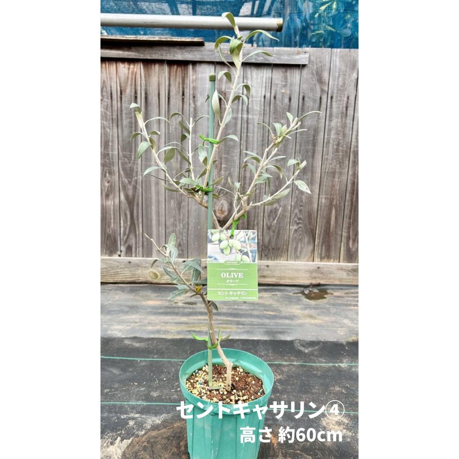 小倉園 オリーブ・セントキャサリン 6号鉢 オリーブの木 鉢植え 庭木
