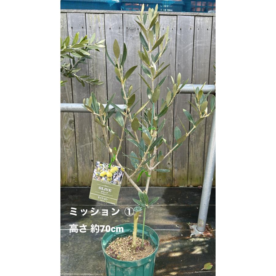 小倉園 オリーブ・ミッション 6号鉢 オリーブの木 鉢植え 庭木 小倉園 オリーブ・ミッション 6号鉢 オリーブの木 鉢植え 庭木