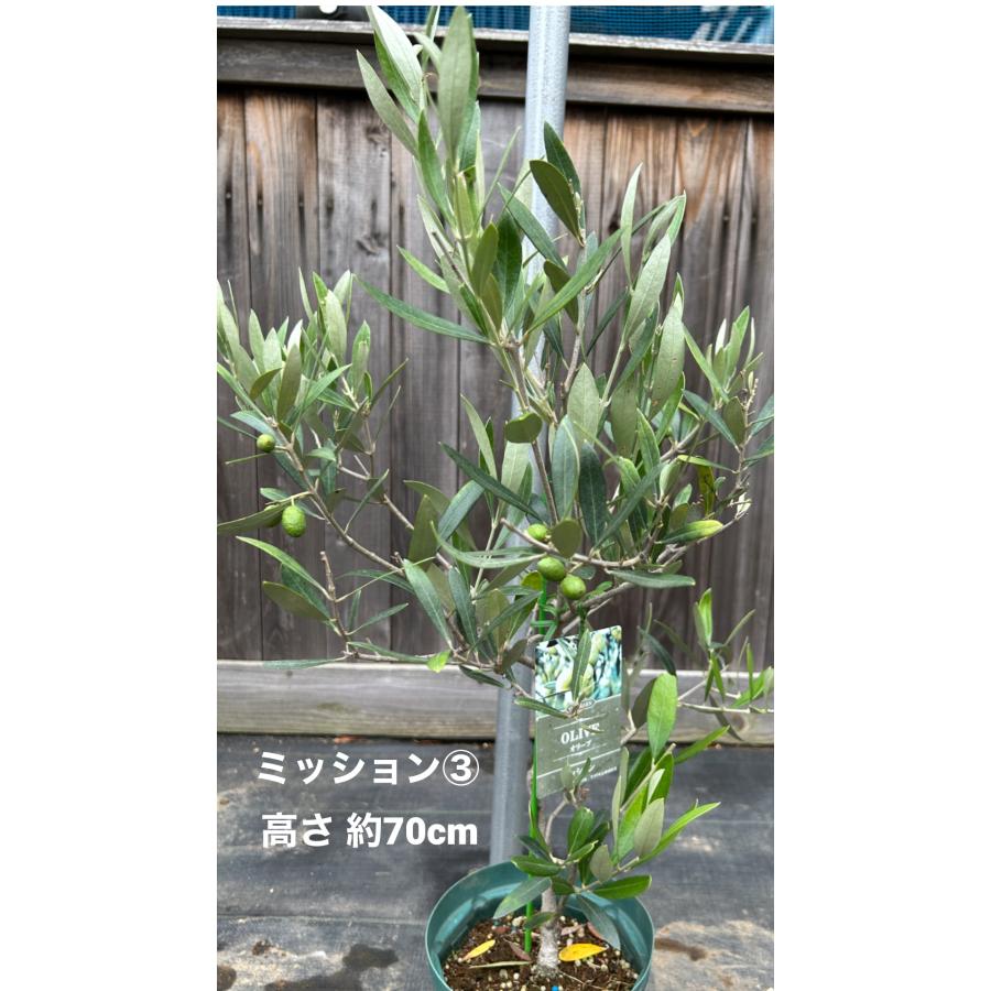 小倉園 オリーブ・ミッション 6号鉢 オリーブの木 鉢植え 庭木 小倉園 オリーブ・ミッション 6号鉢 オリーブの木 鉢植え 庭木