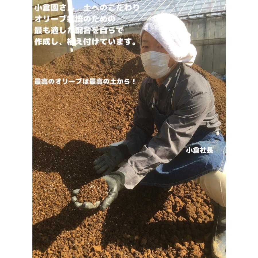 小倉園 オリーブ・ジャンボカラマタ 8号鉢 オリーブの木 鉢植え 小倉園 オリーブ・ジャンボカラマタ 8号鉢 オリーブの木 鉢植え