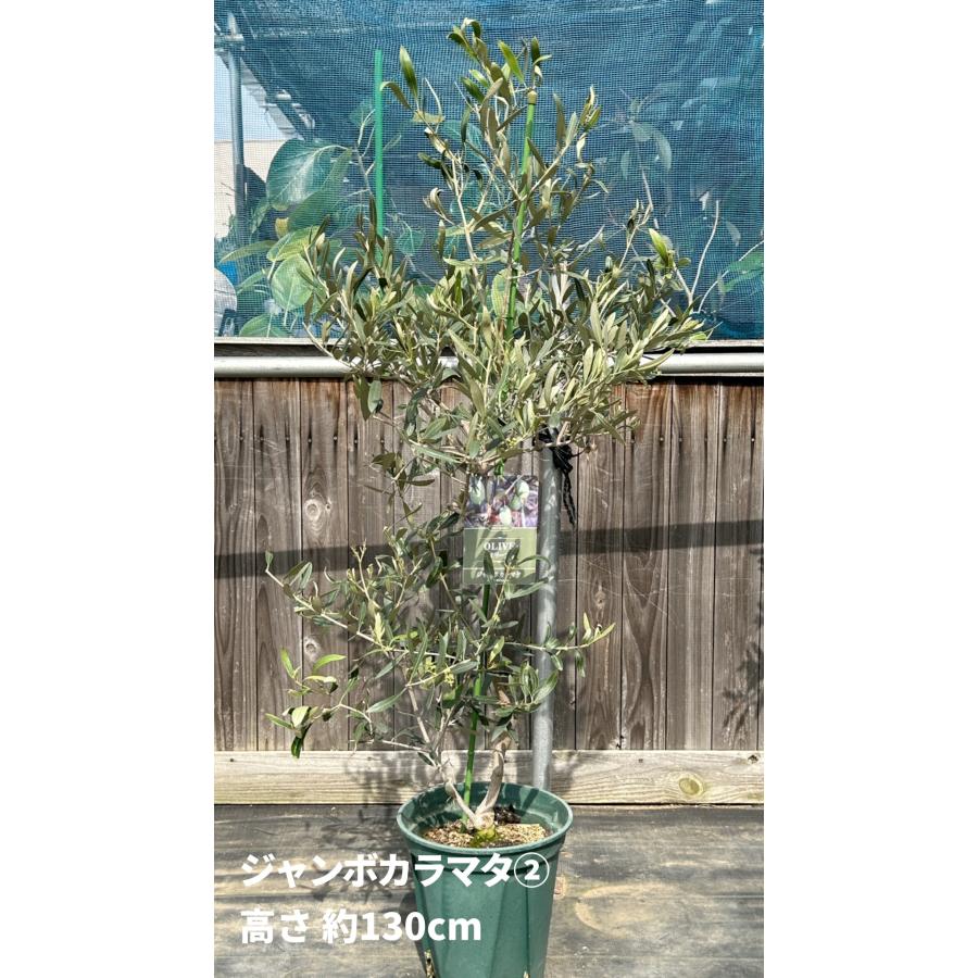 小倉園 オリーブ・ジャンボカラマタ 8号鉢 オリーブの木 鉢植え 小倉園 オリーブ・ジャンボカラマタ 8号鉢 オリーブの木 鉢植え