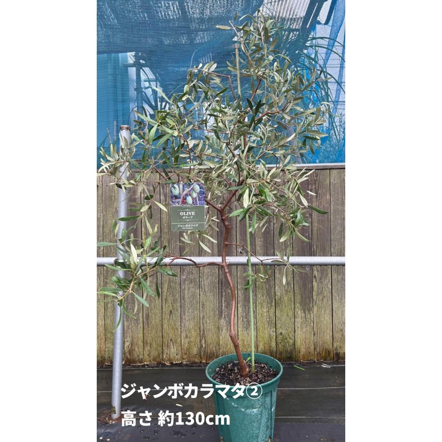 小倉園 オリーブ・ジャンボカラマタ 8号鉢 オリーブの木 鉢植え