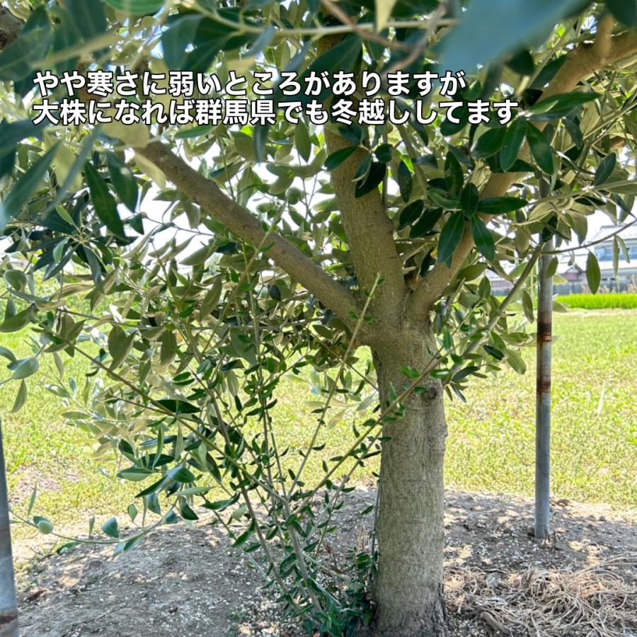 小倉園 オリーブ・カラマタ 接木 8号鉢 オリーブの木 鉢植え 小倉園 オリーブ・カラマタ 接木 8号鉢 オリーブの木 鉢植え