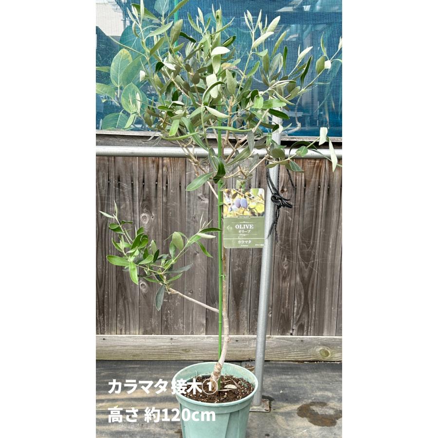 小倉園 オリーブ・カラマタ 接木 8号鉢 オリーブの木 鉢植え 小倉園 オリーブ・カラマタ 接木 8号鉢 オリーブの木 鉢植え