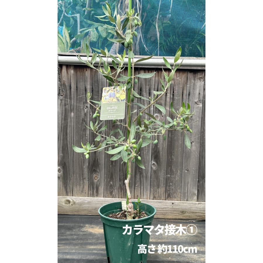 小倉園 オリーブ・カラマタ 接木 8号鉢 オリーブの木 鉢植え 庭木 超