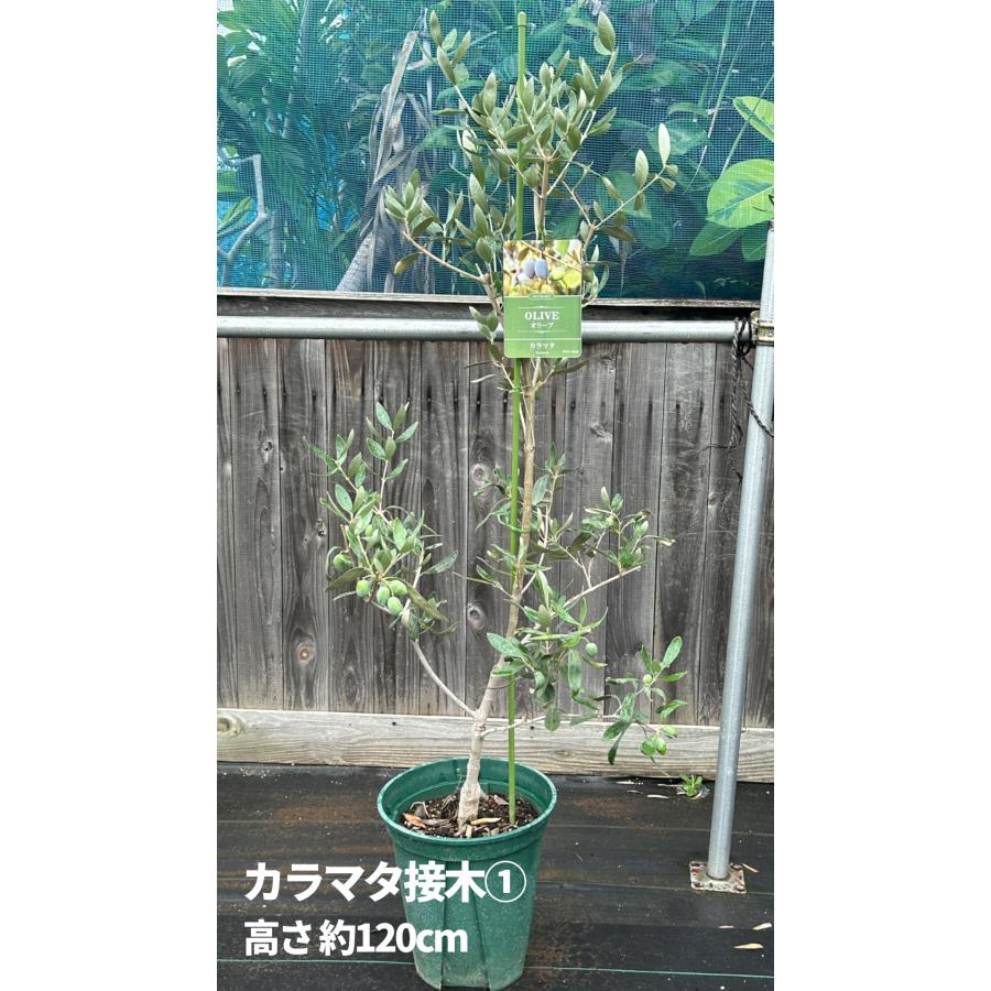 小倉園 オリーブ・カラマタ 接木 8号鉢 オリーブの木 鉢植え 庭木 超