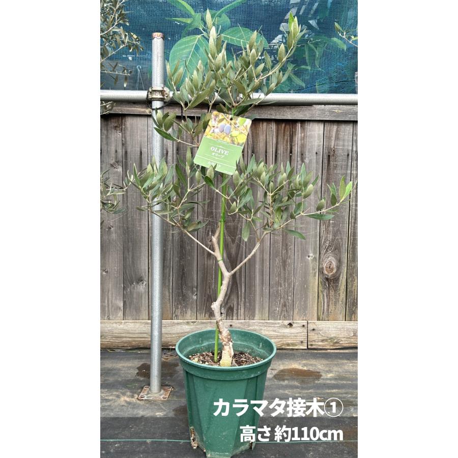 オリーブの木 苗木 実付き 鉢植え 常緑樹　カラマタ　挿し木苗 小倉園 オリーブ・カラマタ 接木 8号鉢 オリーブの木 鉢植え 庭木 超