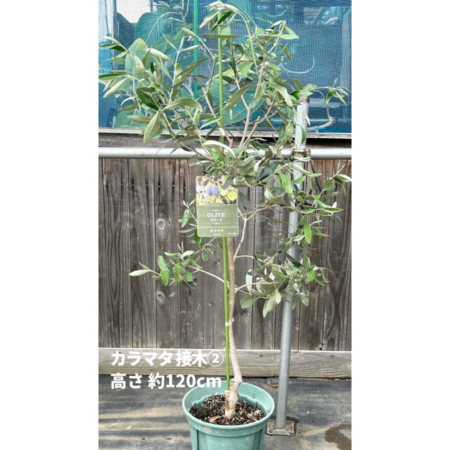 小倉園 オリーブ・カラマタ 接木 8号鉢 オリーブの木 鉢植え 小倉園 オリーブ・カラマタ 接木 8号鉢 オリーブの木 鉢植え