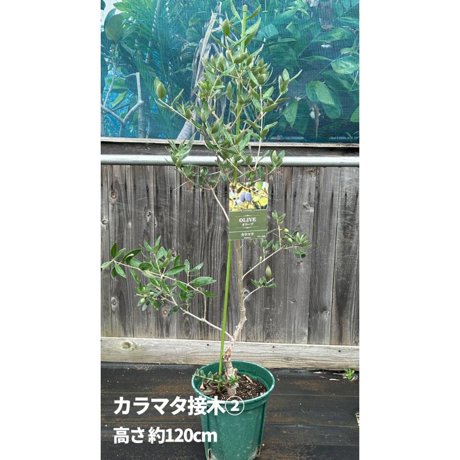 小倉園 オリーブ・カラマタ 接木 8号鉢 オリーブの木 鉢植え 庭木 超