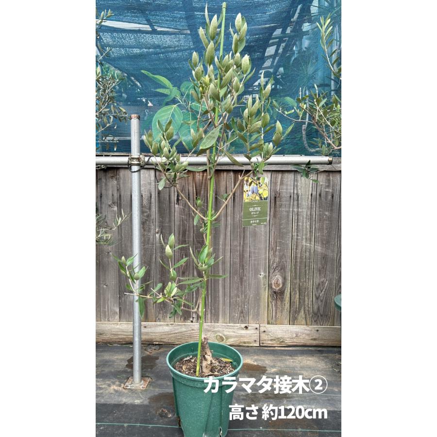 小倉園 オリーブ・カラマタ 接木 8号鉢 オリーブの木 鉢植え 庭木 超