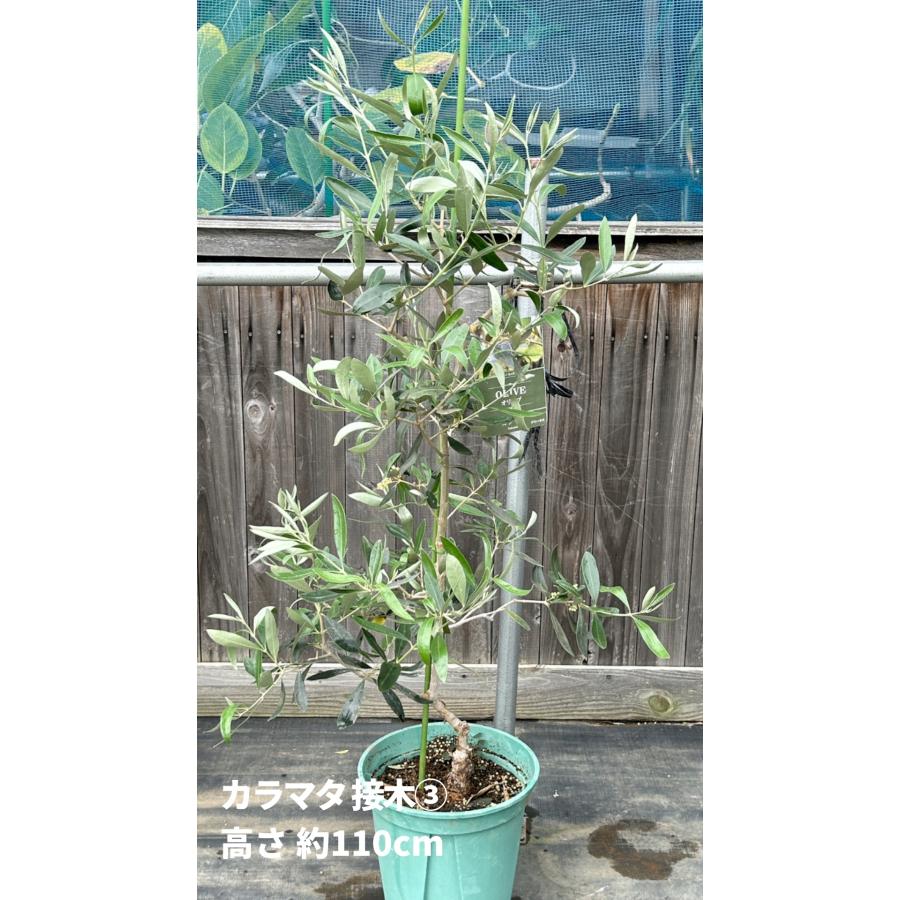 小倉園 オリーブ・カラマタ 接木 8号鉢 オリーブの木 鉢植え 小倉園 オリーブ・カラマタ 接木 8号鉢 オリーブの木 鉢植え