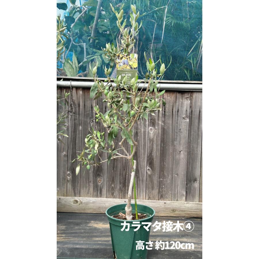 小倉園 オリーブ・カラマタ 接木 8号鉢 オリーブの木 鉢植え 庭木 超