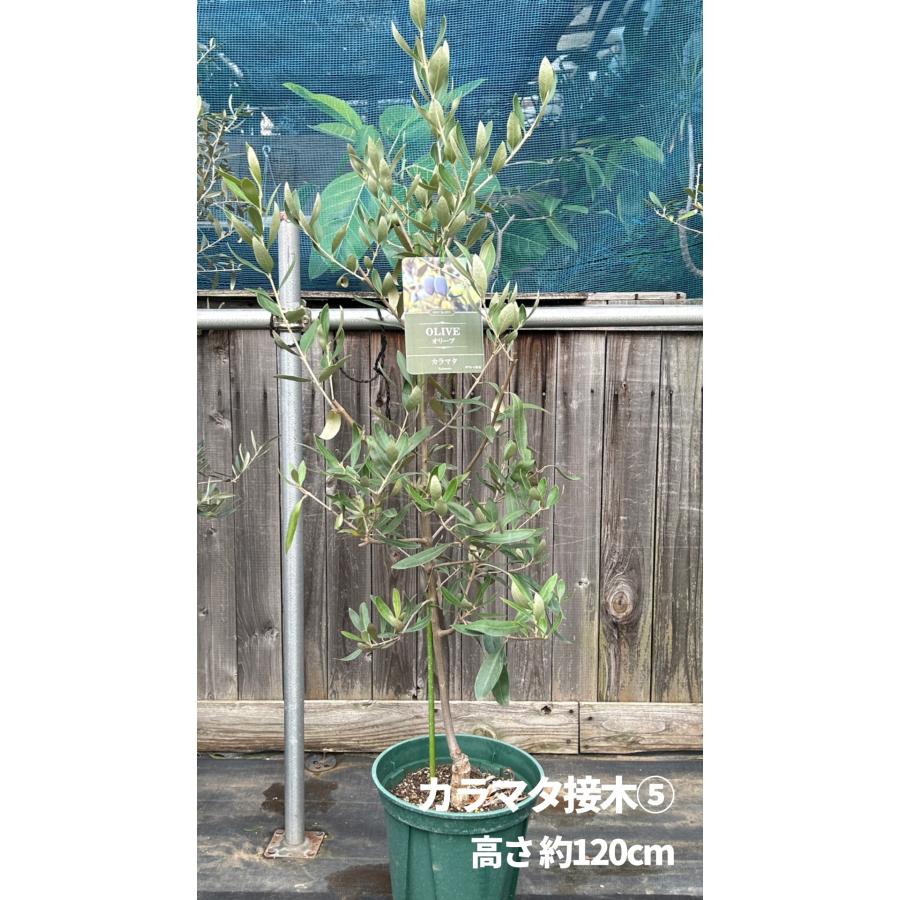 小倉園 オリーブ・カラマタ 接木 8号鉢 オリーブの木 鉢植え 庭木 超