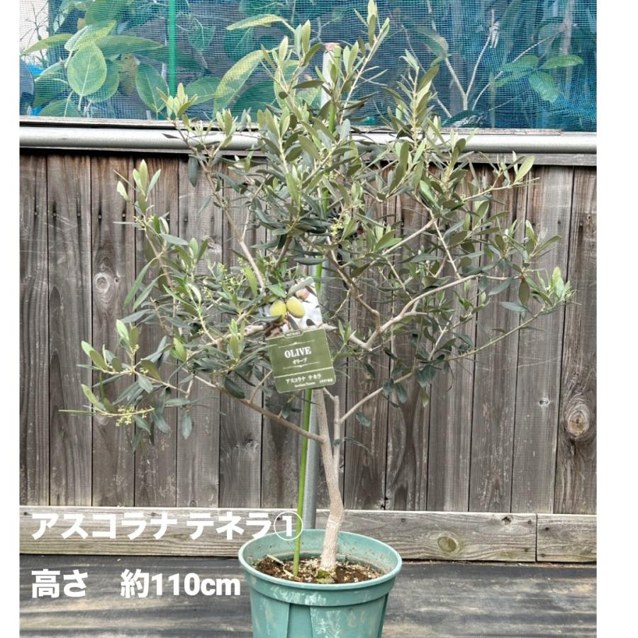 小倉園 オリーブ・アスコラナ テネラ 8号鉢 オリーブの木 鉢植え 小倉園 オリーブ・アスコラナ テネラ 8号鉢 オリーブの木 鉢植え
