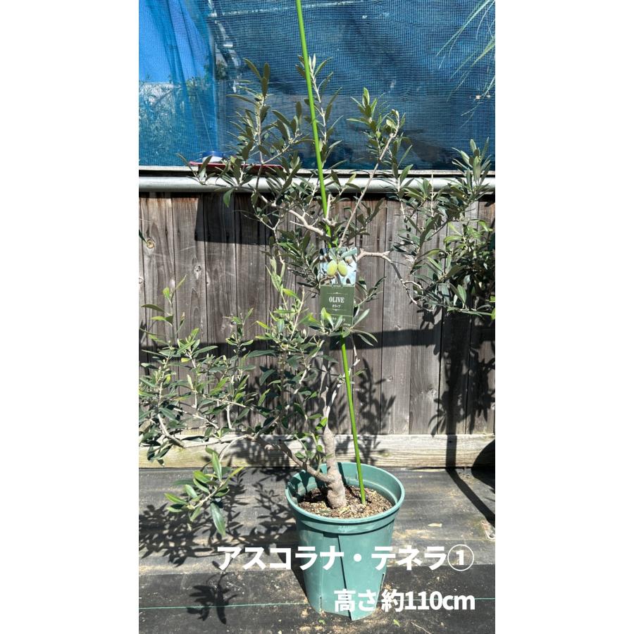 小倉園 オリーブ・アスコラナ テネラ 8号鉢 オリーブの木 鉢植え 庭木
