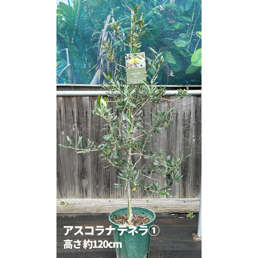 小倉園 オリーブ・アスコラナ テネラ 8号鉢 オリーブの木 鉢植え 庭木