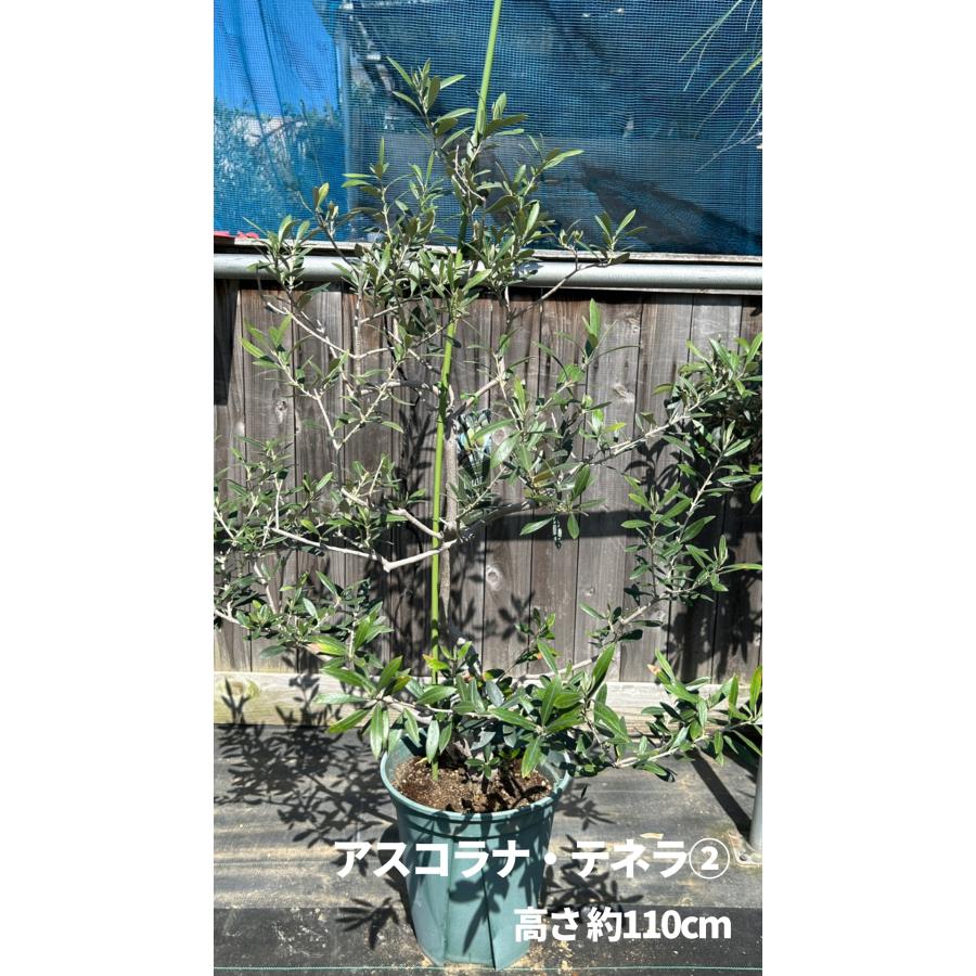 アセロラとオリーブの鉢植え売ります 楽天市場】オリーブ オリーブの木 ホワイトセラアート鉢 8号鉢 送料