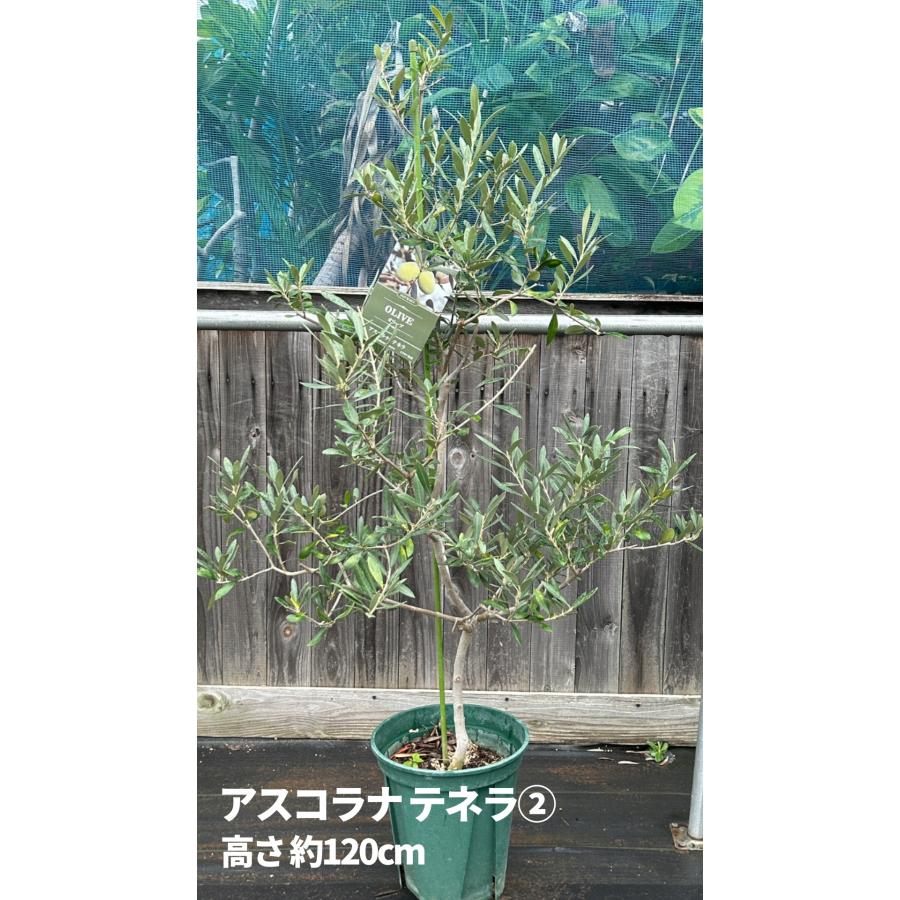 小倉園 オリーブ・アスコラナ テネラ 8号鉢 オリーブの木 鉢植え 庭木
