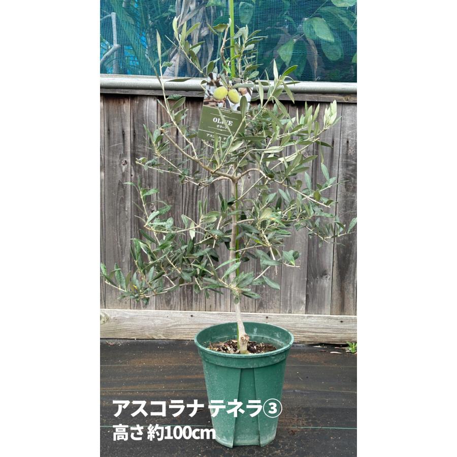 オリーブの木　アスコラーナ・テネラ 小倉園 オリーブ・アスコラナ テネラ 8号鉢 オリーブの木 鉢植え 庭木