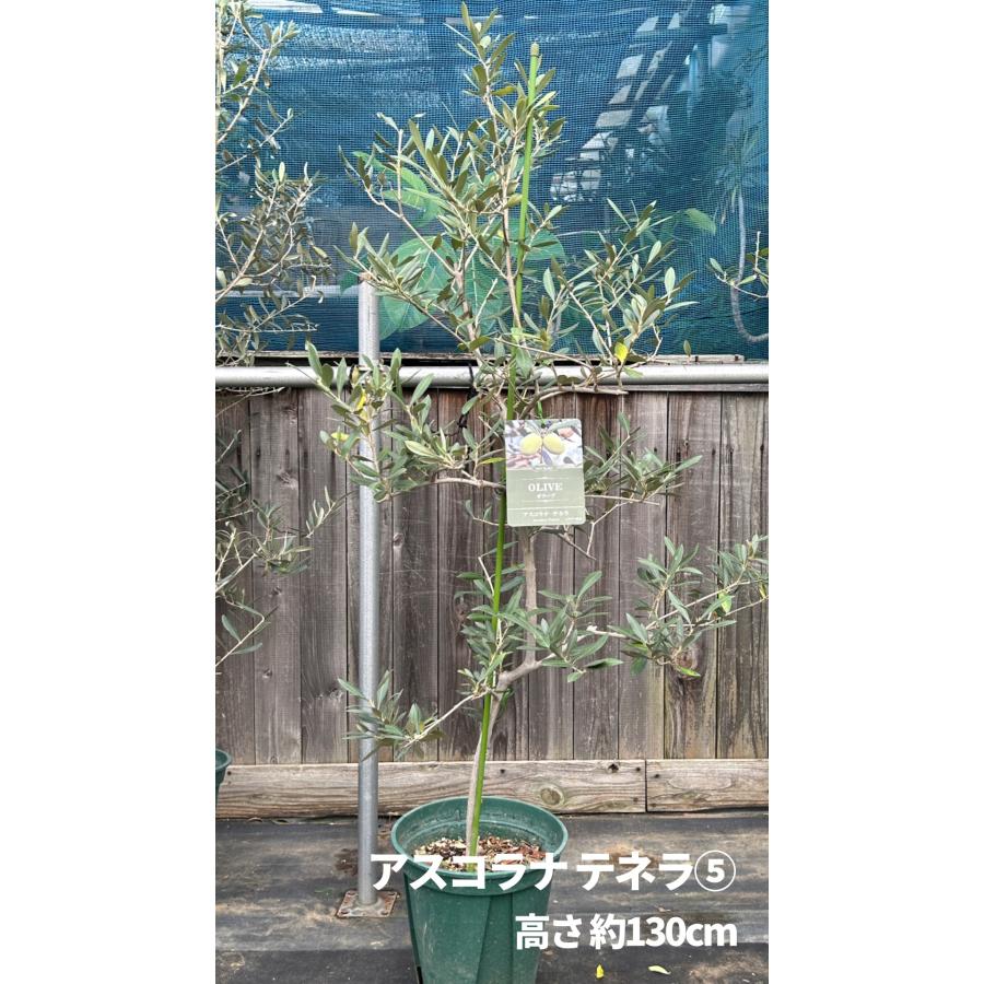 希少　オリーブの木　アスコラーナ　テネラ 小倉園 オリーブ・アスコラナ テネラ 8号鉢 オリーブの木 鉢植え 庭木