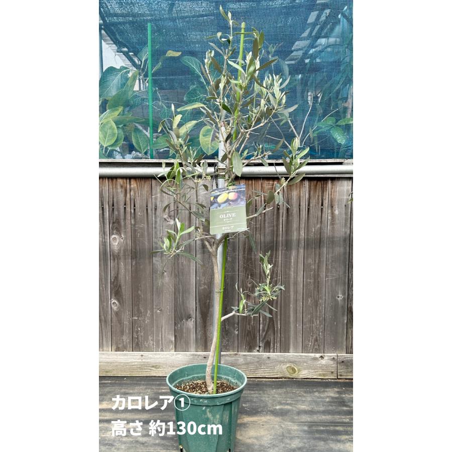 小倉園 オリーブ・カロレア 8号鉢 オリーブの木 鉢植え 人気 小倉園 オリーブ・カロレア 8号鉢 オリーブの木 鉢植え 人気