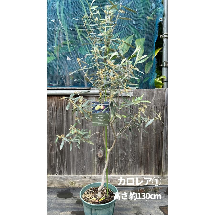小倉園 オリーブ・カロレア 8号鉢 オリーブの木 鉢植え 人気 庭木 希少
