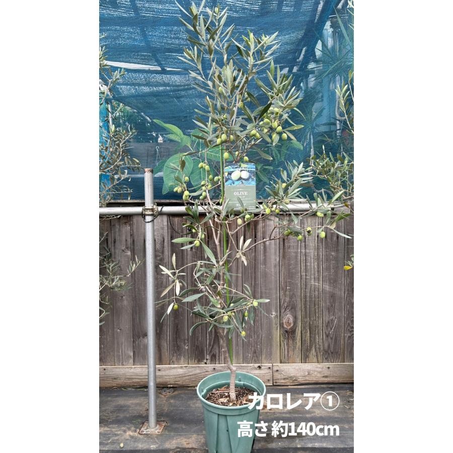 オリーブの木　カロレア　希少品種　植物　シンボルツリー　インテリア 小倉園 オリーブ・カロレア 8号鉢 オリーブの木 鉢植え 人気 庭木 希少