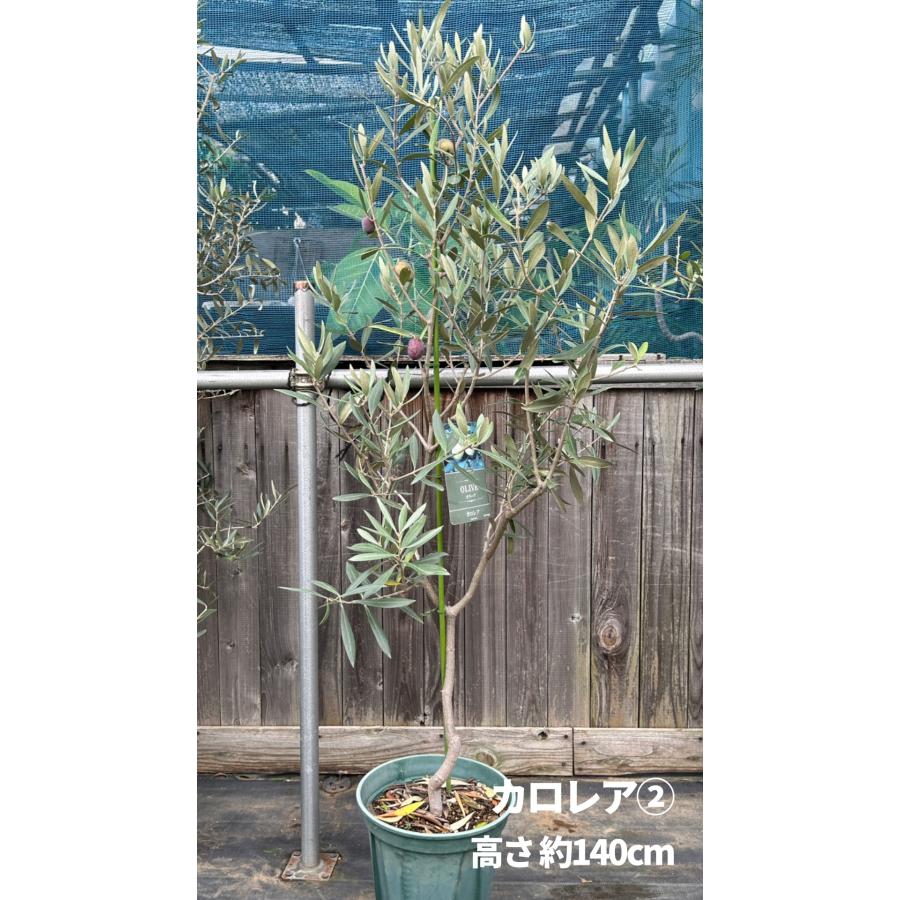 小倉園 オリーブ・カロレア 8号鉢 オリーブの木 鉢植え 人気 庭木 希少