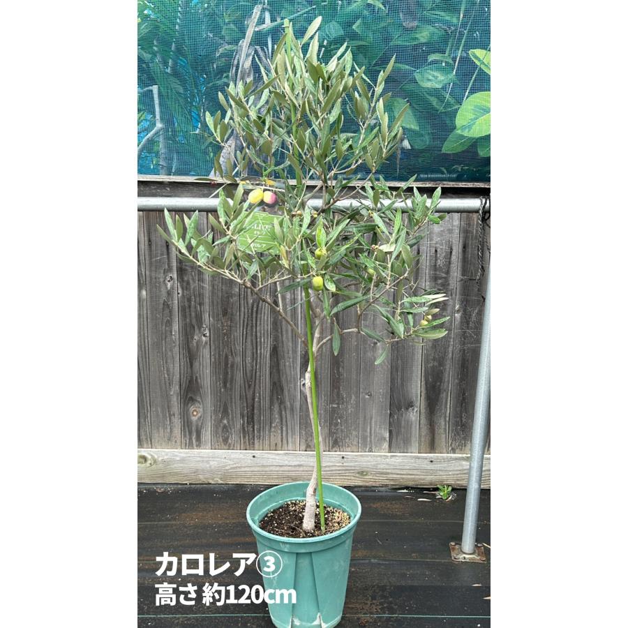 極品　希少　実付き　オリーブ　オリーブの木　カロレア　８号　現物　高さ150 小倉園 オリーブ・カロレア 8号鉢 オリーブの木 鉢植え 人気 庭木 希少
