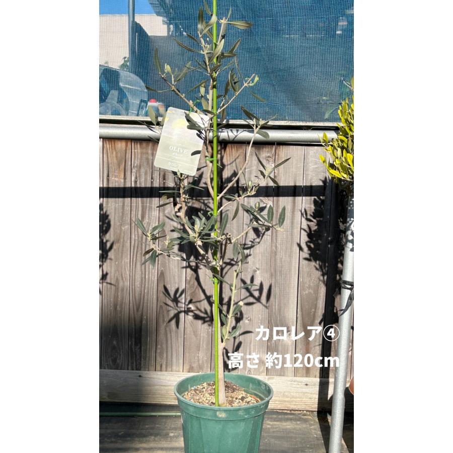 小倉園 オリーブ・カロレア 8号鉢 オリーブの木 鉢植え 人気 小倉園 オリーブ・カロレア 8号鉢 オリーブの木 鉢植え 人気