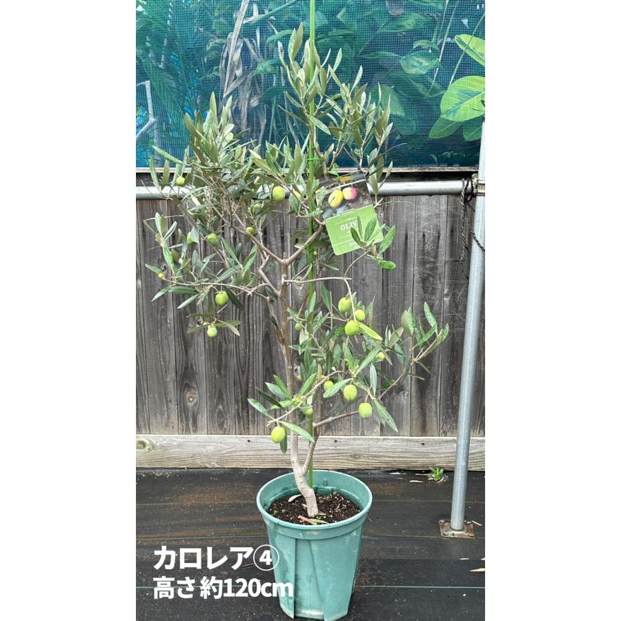 オリーブの木 実付き激レア 大鉢植え 小倉園 オリーブ・カロレア 8号鉢 オリーブの木 鉢植え 人気 庭木 希少