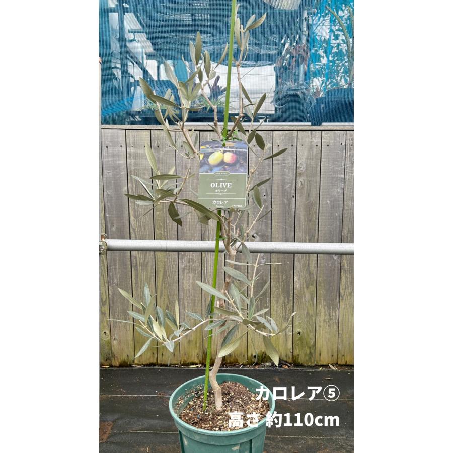 小倉園 オリーブ・カロレア 8号鉢 オリーブの木 鉢植え 人気 小倉園 オリーブ・カロレア 8号鉢 オリーブの木 鉢植え 人気