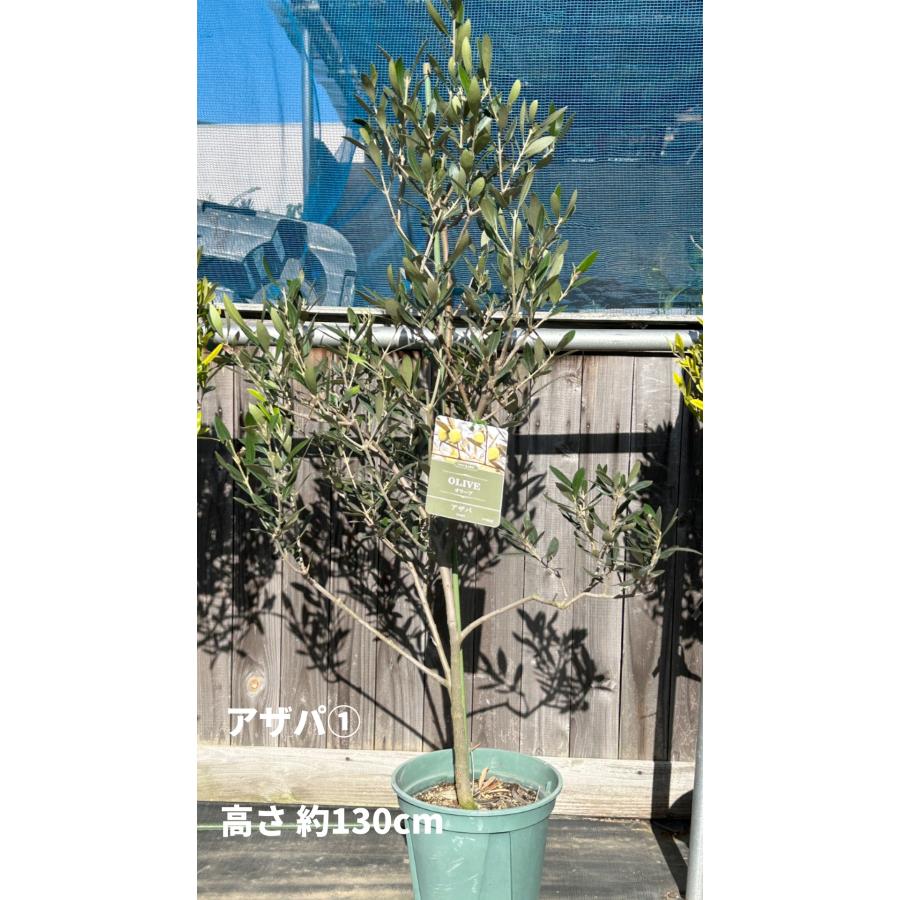 小倉園 オリーブ・アザパ 8号鉢 オリーブの木 鉢植え 庭木 希少 小倉園 オリーブ・アザパ 8号鉢 オリーブの木 鉢植え 庭木 希少