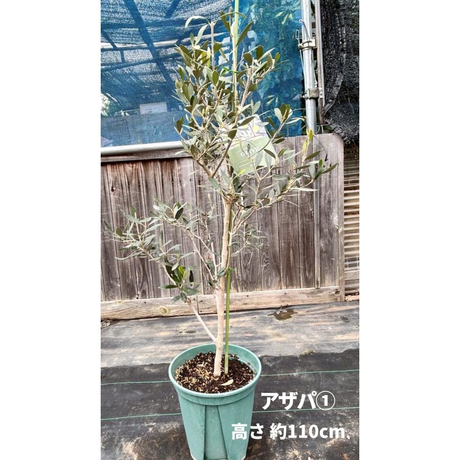 オリーブの木　アザパ 希少 オリーブの木 アザパ 【公式通販】