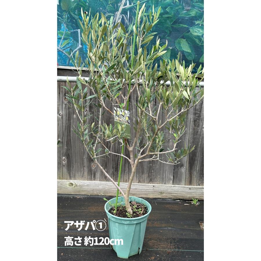 小倉園 オリーブ・アザパ 8号鉢 オリーブの木 鉢植え 庭木 希少 現品