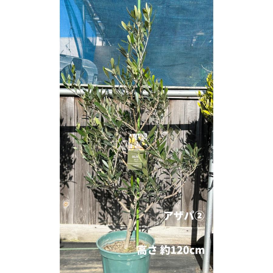 小倉園 オリーブ・アザパ 8号鉢 オリーブの木 鉢植え 庭木 希少 小倉園 オリーブ・アザパ 8号鉢 オリーブの木 鉢植え 庭木 希少