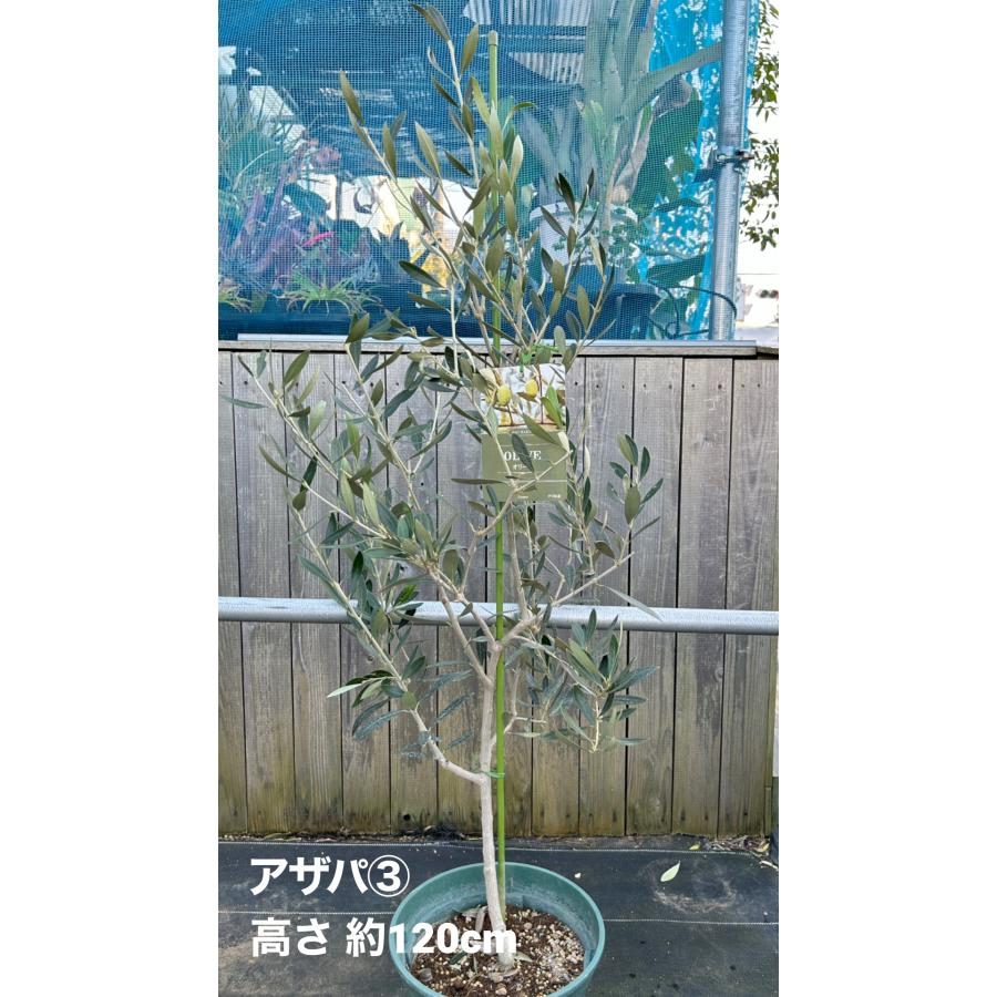 小倉園 オリーブ・アザパ 8号鉢 オリーブの木 鉢植え 庭木 希少 小倉園 オリーブ・アザパ 8号鉢 オリーブの木 鉢植え 庭木 希少