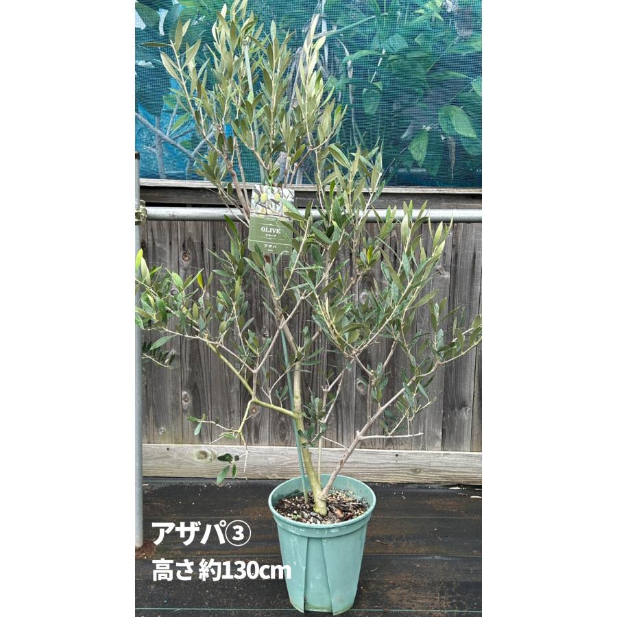 小倉園 オリーブ・アザパ 8号鉢 オリーブの木 鉢植え 庭木 希少 現品
