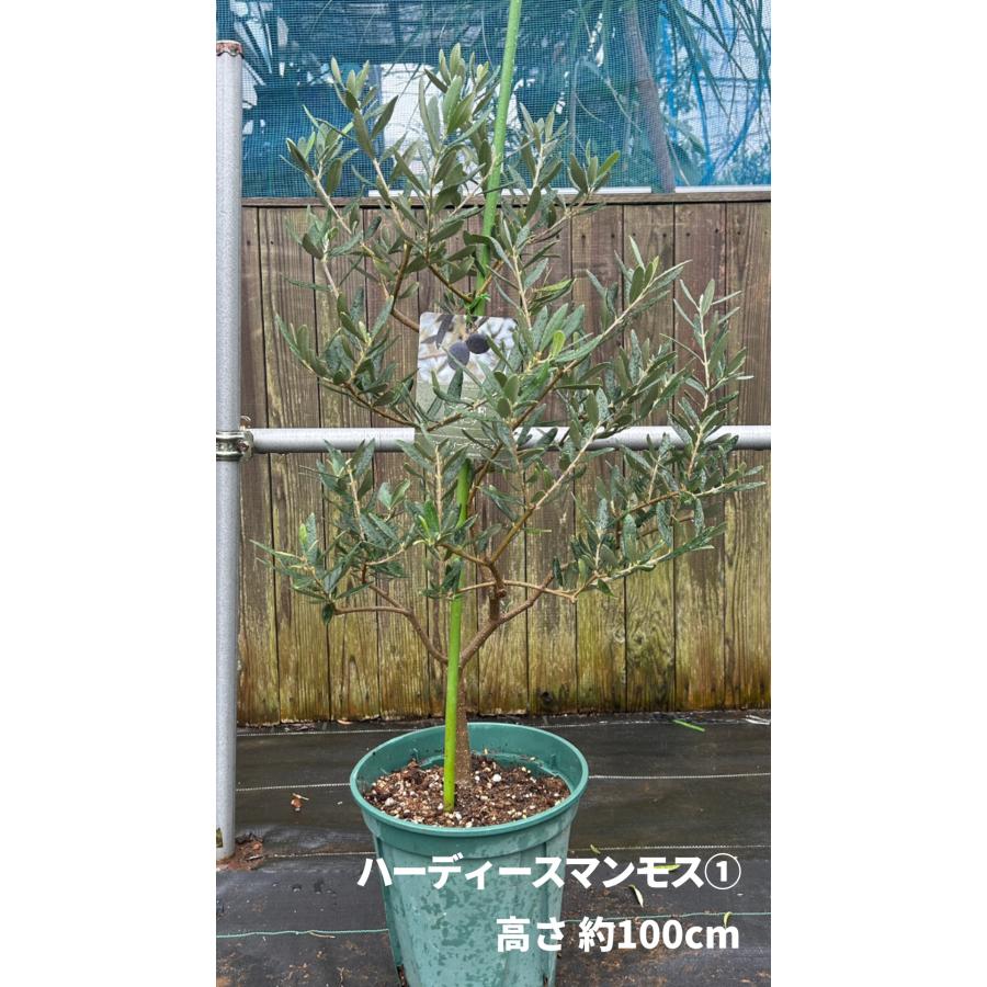 小倉園 オリーブ・ハーディーズマンモス 8号鉢 オリーブの木