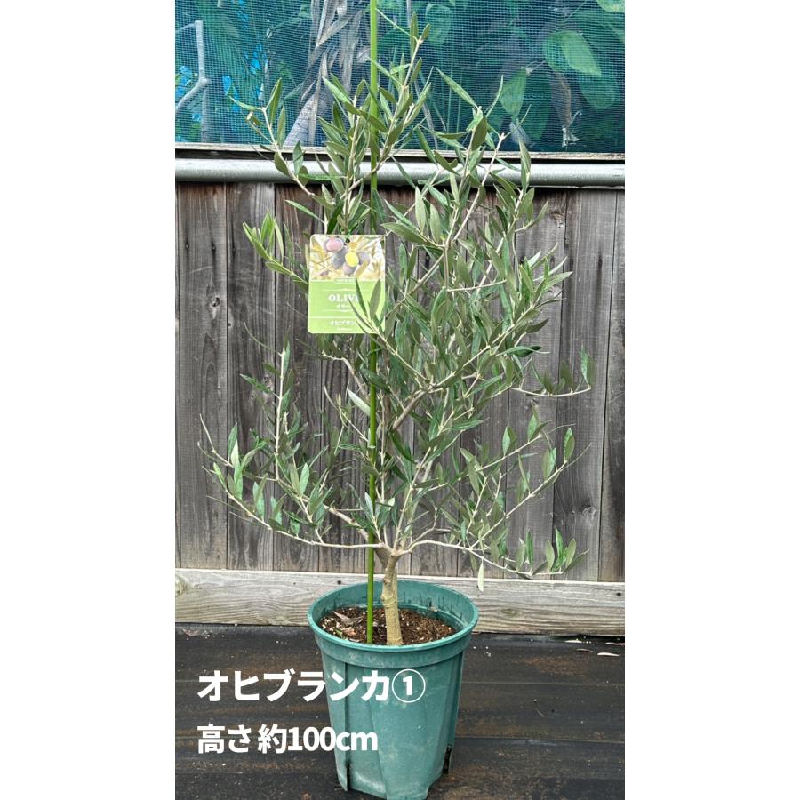 小倉園 オリーブ・オヒブランカ(現行種) 8号鉢 オリーブの木 鉢植え