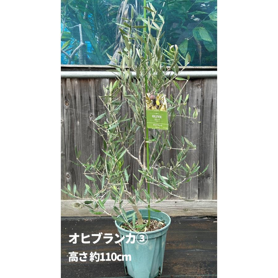 オリーブグリーン 花びら型鉢[1] 小倉園 オリーブ・オヒブランカ(現行種) 8号鉢 オリーブの木 鉢植え