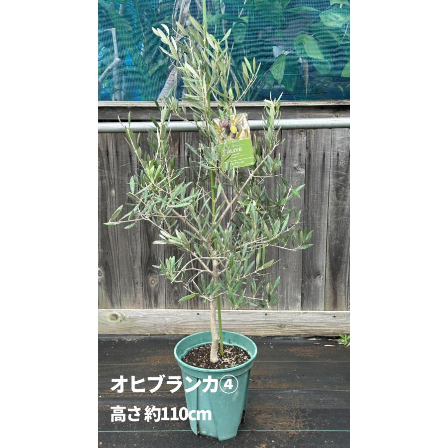 小倉園 オリーブ・オヒブランカ(現行種) 8号鉢 オリーブの木 鉢植え
