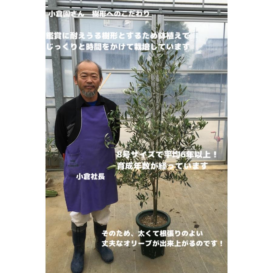 小倉園 オリーブ・UC13A6 カリフォルニアクイーン 8号鉢 小倉園 オリーブ・UC13A6 カリフォルニアクイーン 8号鉢
